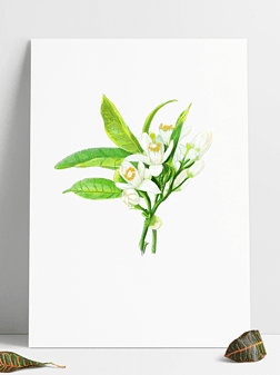 小白花插画免抠元素|橙花原创手绘橘子花清新浪漫小白花插画