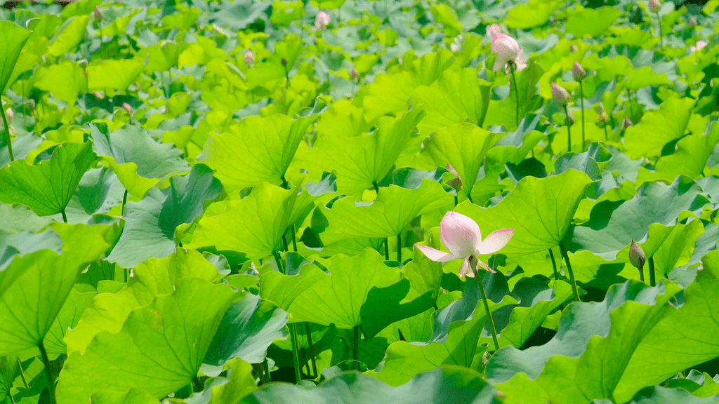 盛夏,炎炎夏日唯美荷花逆光空镜4k下载-编号27677630-其他-我图网