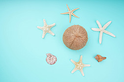 椰子海星夏季背景图