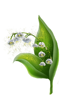 花朵插画白色铃兰花