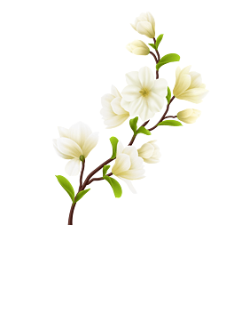 清新唯美白玉兰花图片