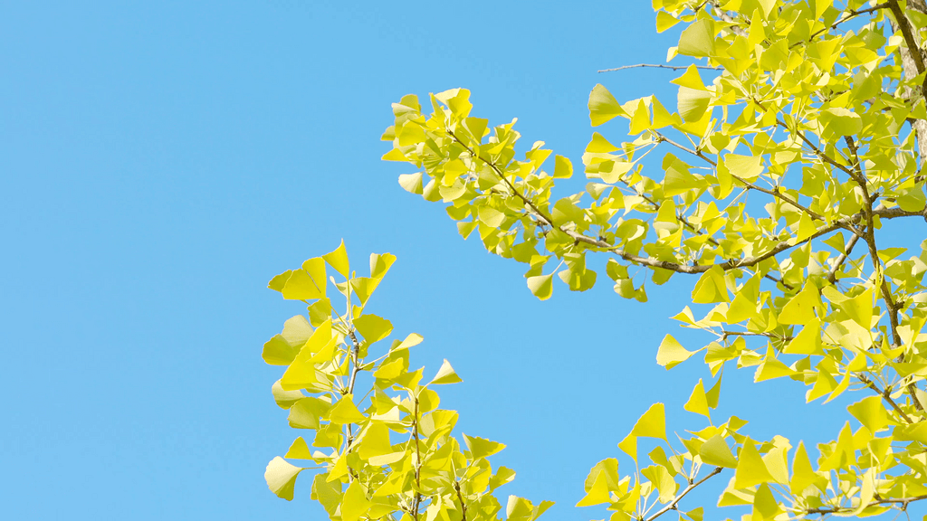 唯美秋日银杏树叶特写系列实拍4k