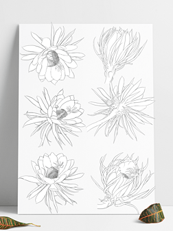 昙花一现立秋昙花黑白手绘唯美线稿插画元素