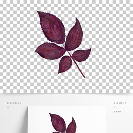 紫叶李平面图例手绘图片