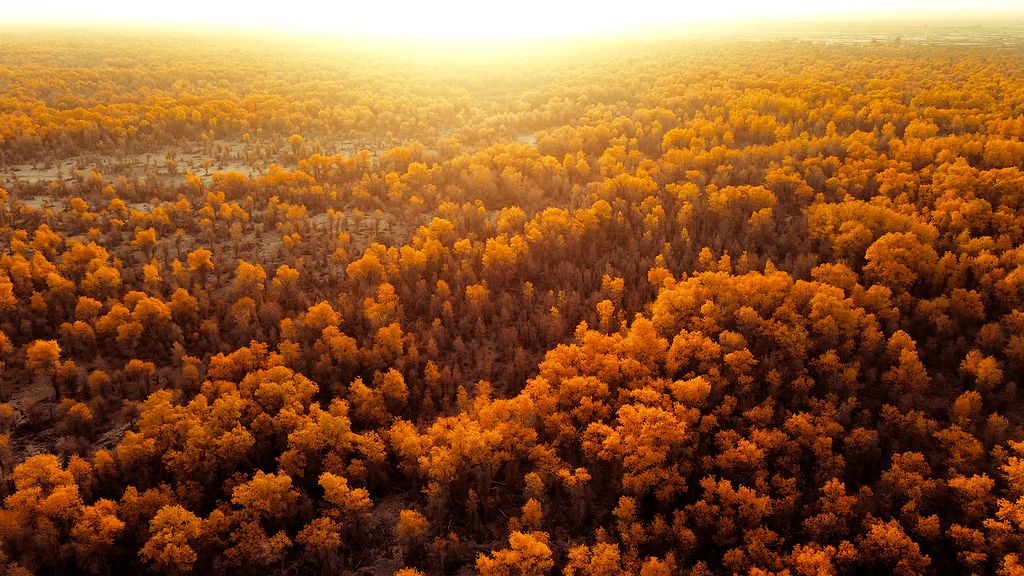 新疆胡杨林戈壁滩雅丹地貌西北特色风景实拍