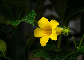 allemanda neriifolia  ʻ Ӱͼ ֲ