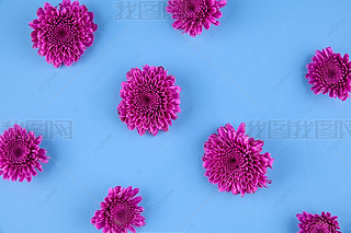 小雏菊鲜花植物花瓣摄影图