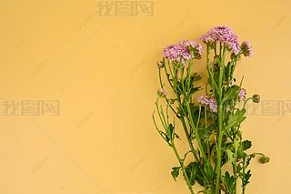 小雏菊鲜花植物纯色背景摄影图