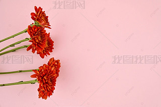 小雏菊摄影图花瓣鲜花植物