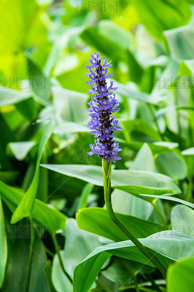 pontederia cordata ɫ Ӱͼ ֲ