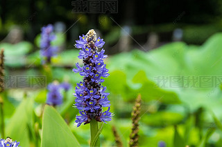 pontederia cordata ɫĻ ӰͼƬ ʻ ֲ