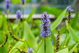 pontederia cordata ɫӰͼ