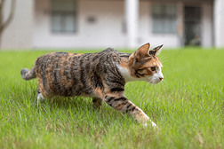 猫咪户外草地和建筑摄影图片