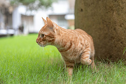 猫咪户外草地石墩背景摄影图片