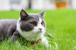 猫咪户外绿色草地虚化摄影背景