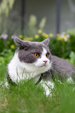 猫咪户外公园草地摄影照片