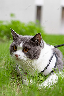 猫咪户外草地里的摄影图片