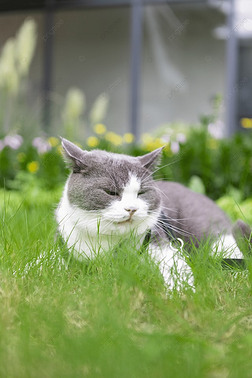 猫咪户外草地里眯眼睡觉摄影图片