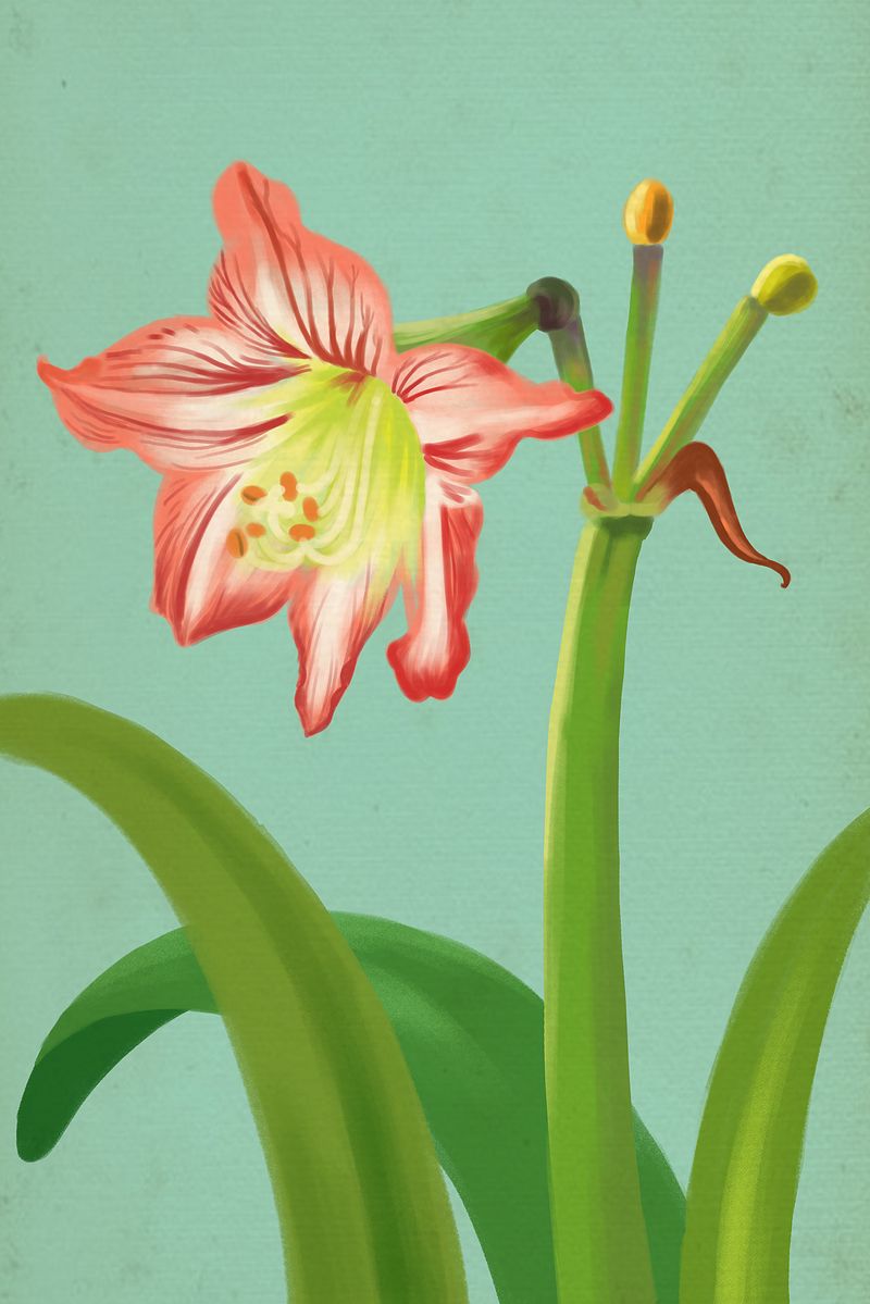 夏天花卉红色孤挺花