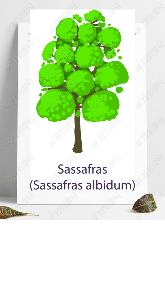 Ⱦ-Sassafrasͼƽ