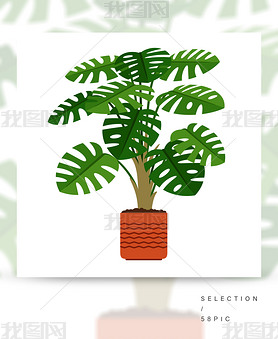 Monsteraֲմɹ