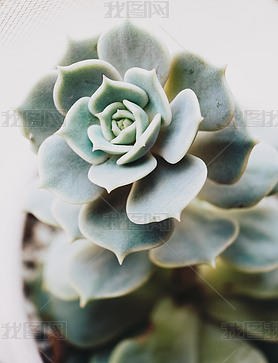 صecheveria