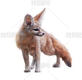 ɫµFennecˮʲͼ