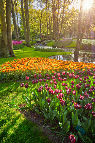 Keukenhof԰㻨