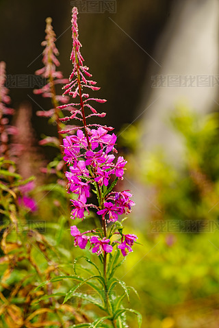 ɫŲȻRosebayWillowherb