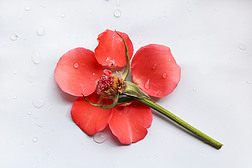 玫瑰花瓣组合花朵创意摄影