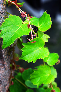绿叶 爬山虎摄影图|爬山虎