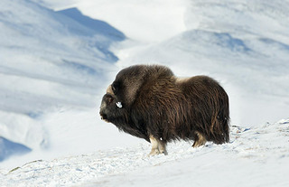 ŲĶ, ѩ Dovrefjell ɽվţ (Ovibos moschatus) д.