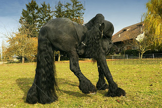 friesian 