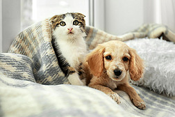 可爱的小猫和小狗在室内格子下