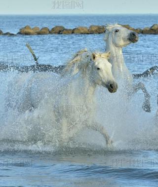 White Camargue Horses running on the blue water in sunset light.