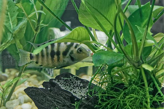 һϼ Cichlid (Amatitlania nigrofasciata) ˮ㱣Ǳʳ⶯ֺ