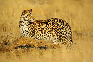 African Leopard in Hwange National Park