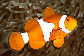 С anemonefish