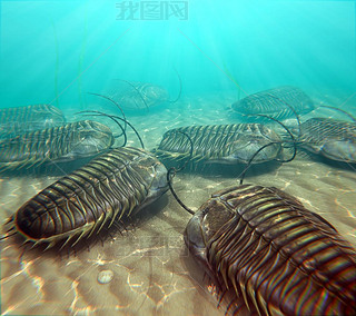 Trilobites Scenging On The Seabottom