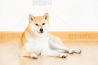 ձ shiba inu 