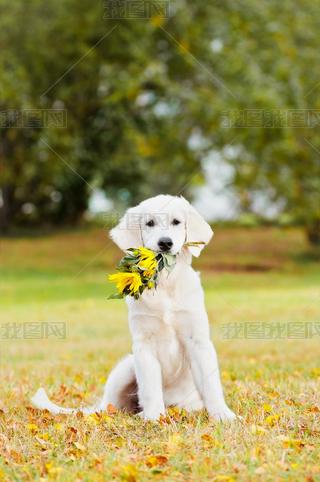 Adorable golden retriever outdoors