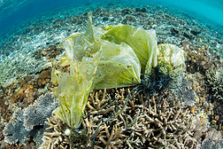 被丢弃的塑料粘在了印度尼西亚一个浅礁上的珊瑚上。塑料进入海洋生态系统, 最终导致鱼类和无脊椎动物死亡.