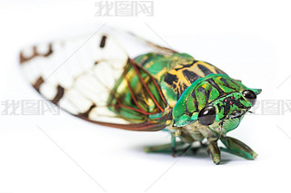 cicada - Neotibicen linnei