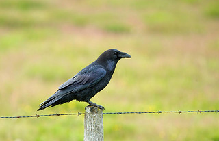 ͷѻ(Corvus Cornix))