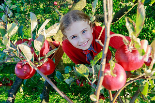 Ů basket.orchard ժлƻ.