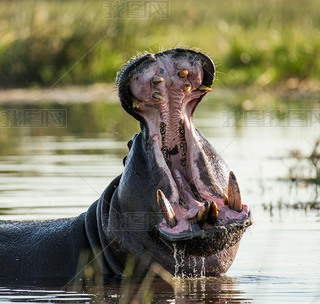 Hippopotamus showing huge jaw
