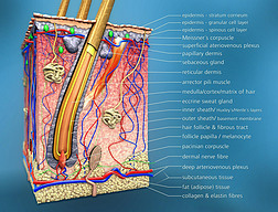 毛囊横断面的描述与解剖功能 