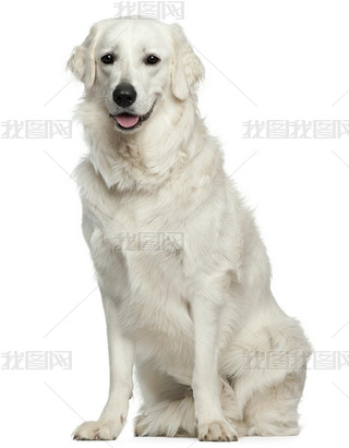 kuvasz18 ´ǰİɫ