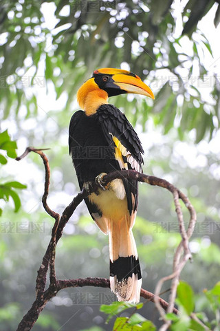  hornbilll