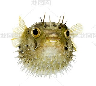 Ϊ balloonfish-㻢Ҳ֪ porcupinefish